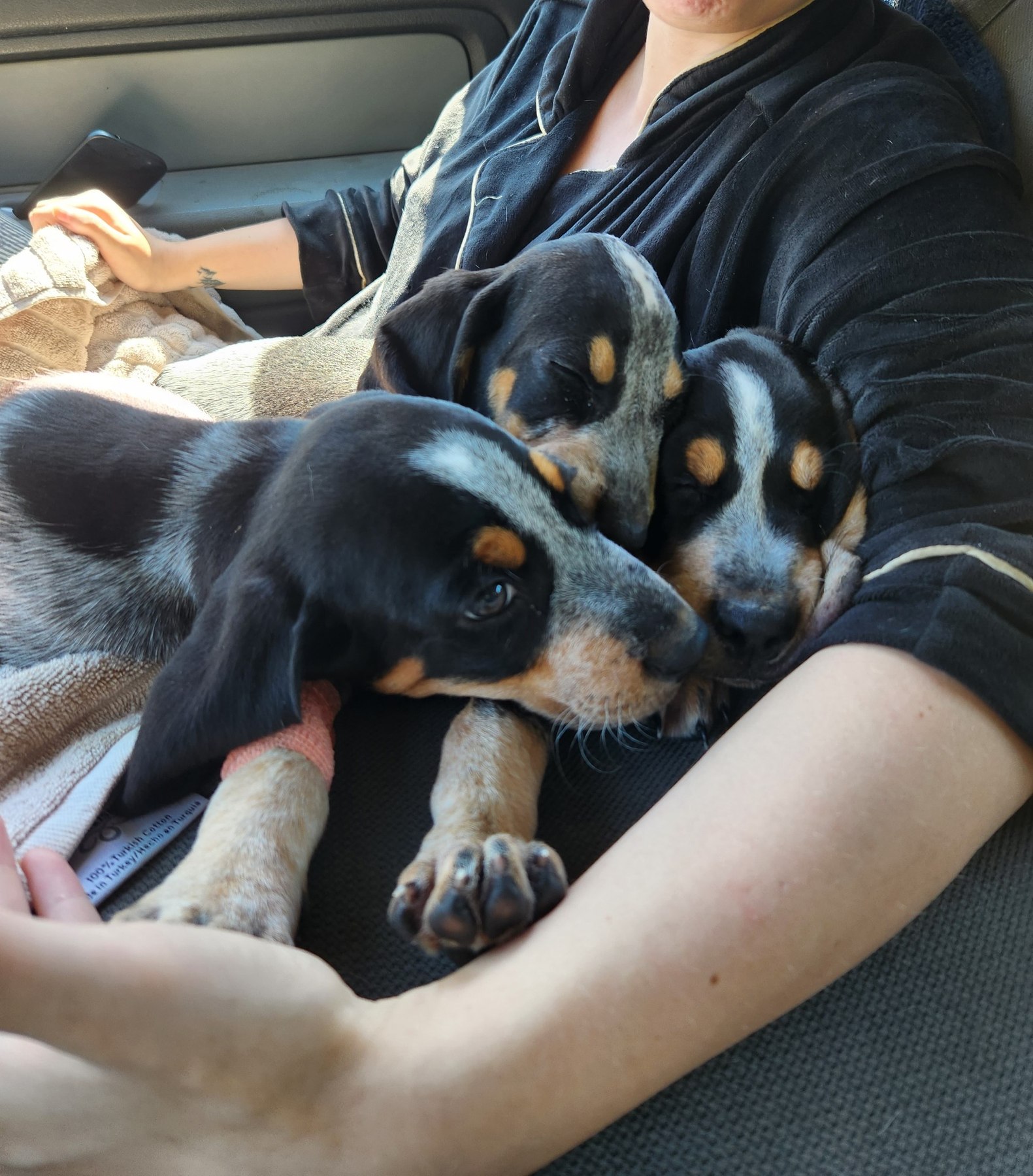 Bluetick puppies cuddled together